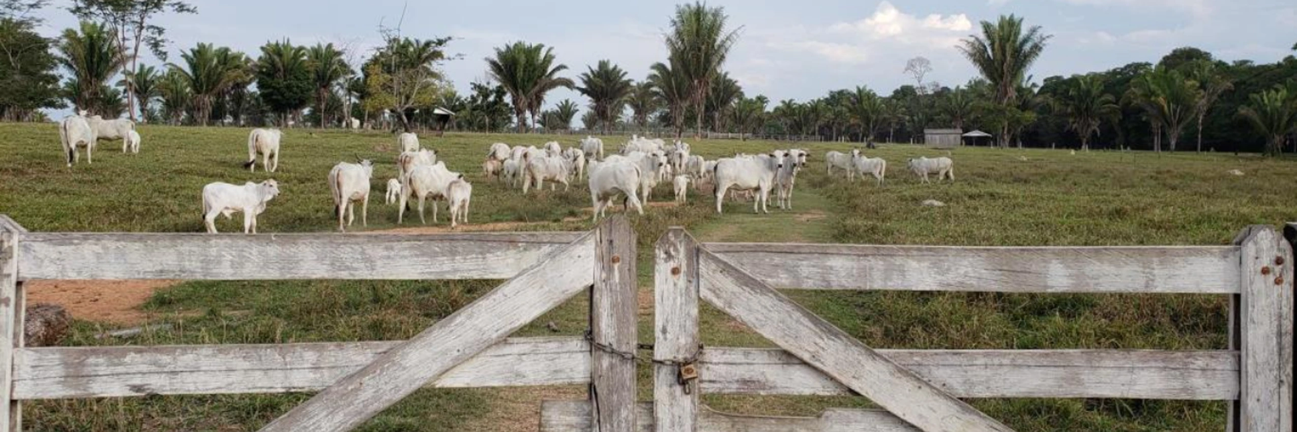 Illegalerinderfarmen