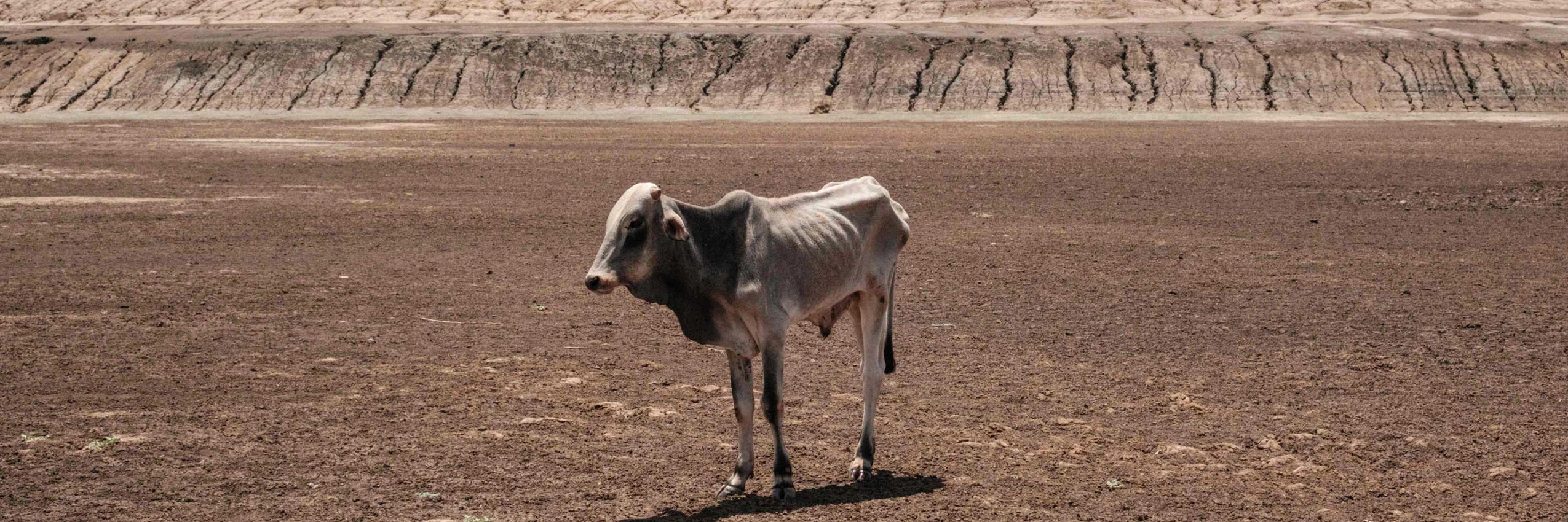 Eine Kuh in Iresteno in Kenia nahe der Grenze zu Äthiopien, auf dem Grund einer aufgrund der verheerenden Dürre am Horn von Afrika seit Monaten ausgetrockneten Wasserwanne, September 2022. © YASUYOSHI CHIBA / AFP / picturedesk.com
