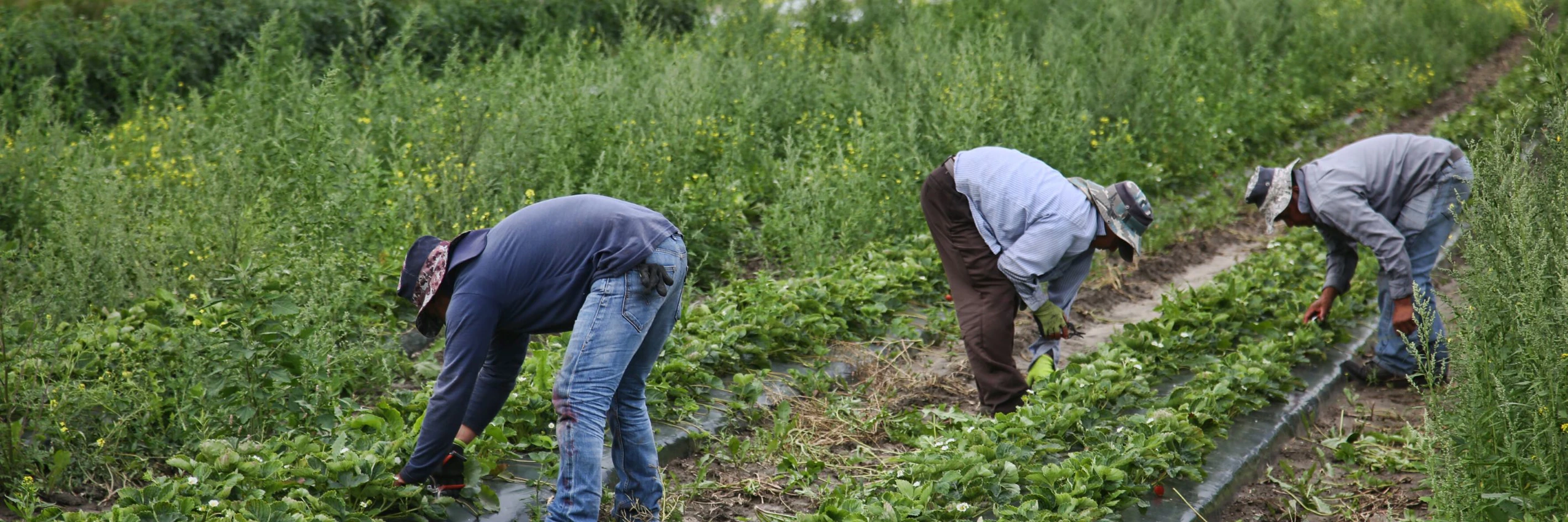 Auch Arbeitsmigrant*innen in Kanada könnten mit dem geplanten Gesetz ihren Aufenthaltsstatus verlieren. © Creative Touch Imaging Ltd/NurPhoto